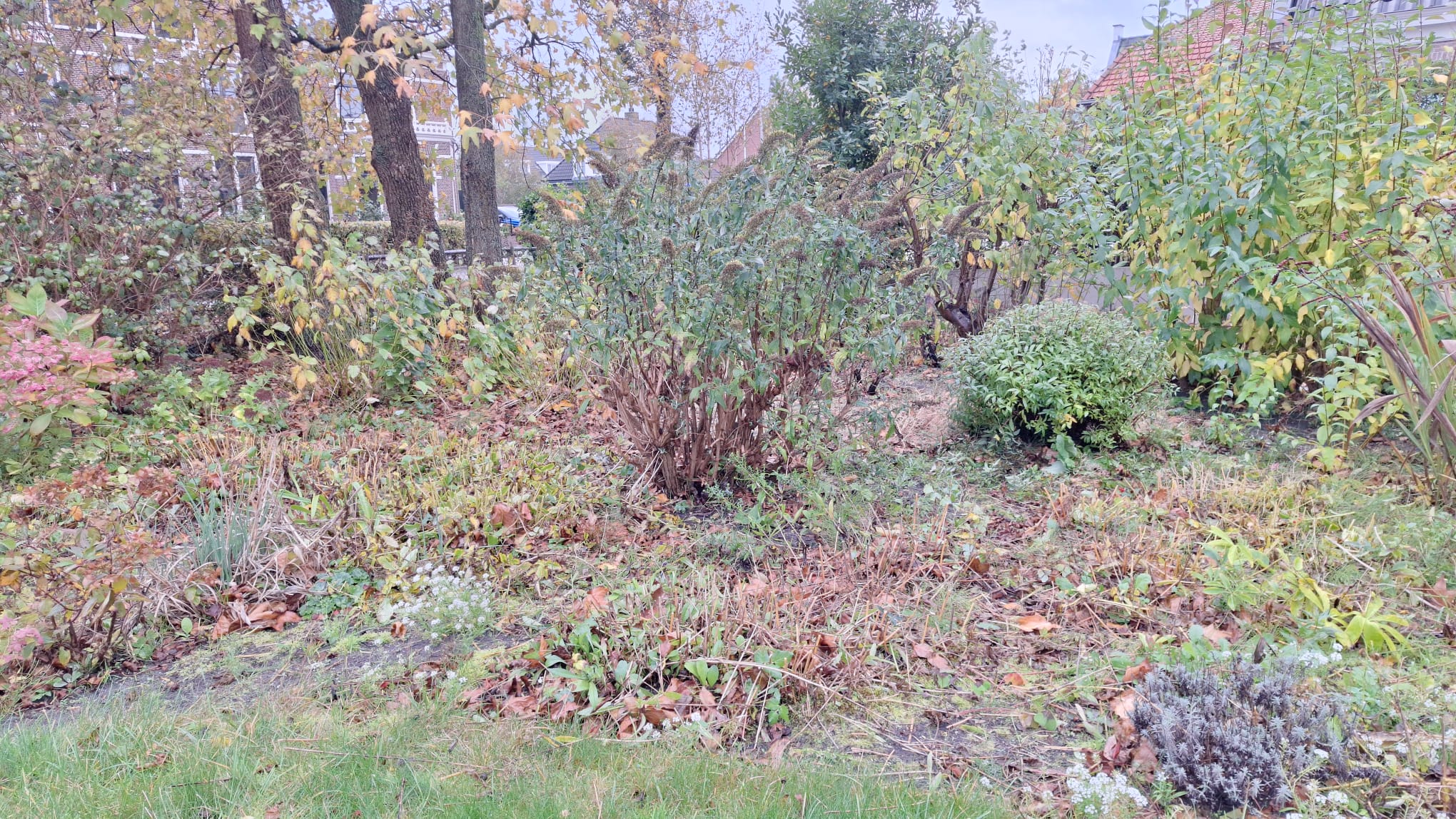 Winterklaar gemaakte voortuin in Voorhout