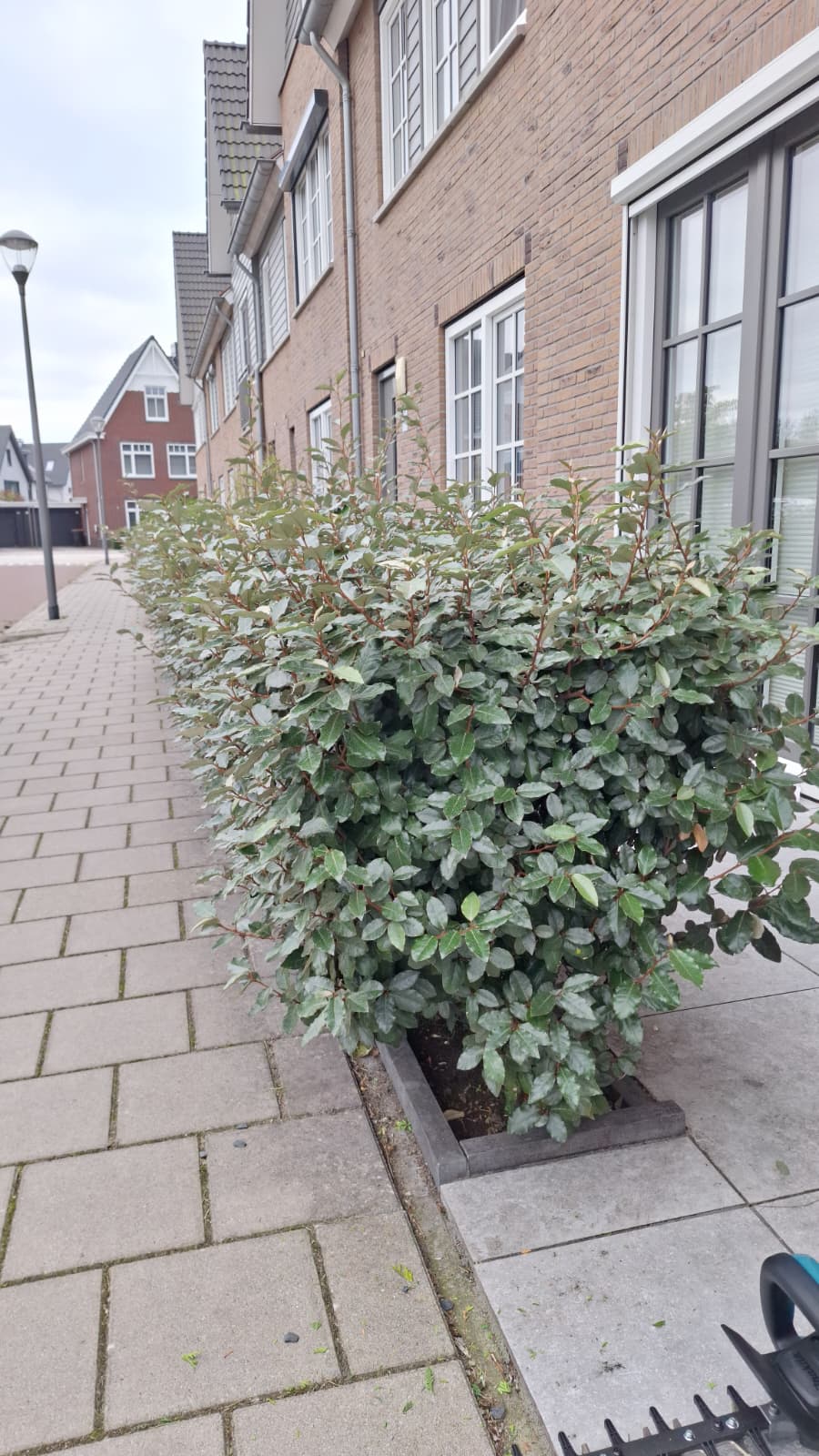 Olijfwilg haag na snoei in Voorhout