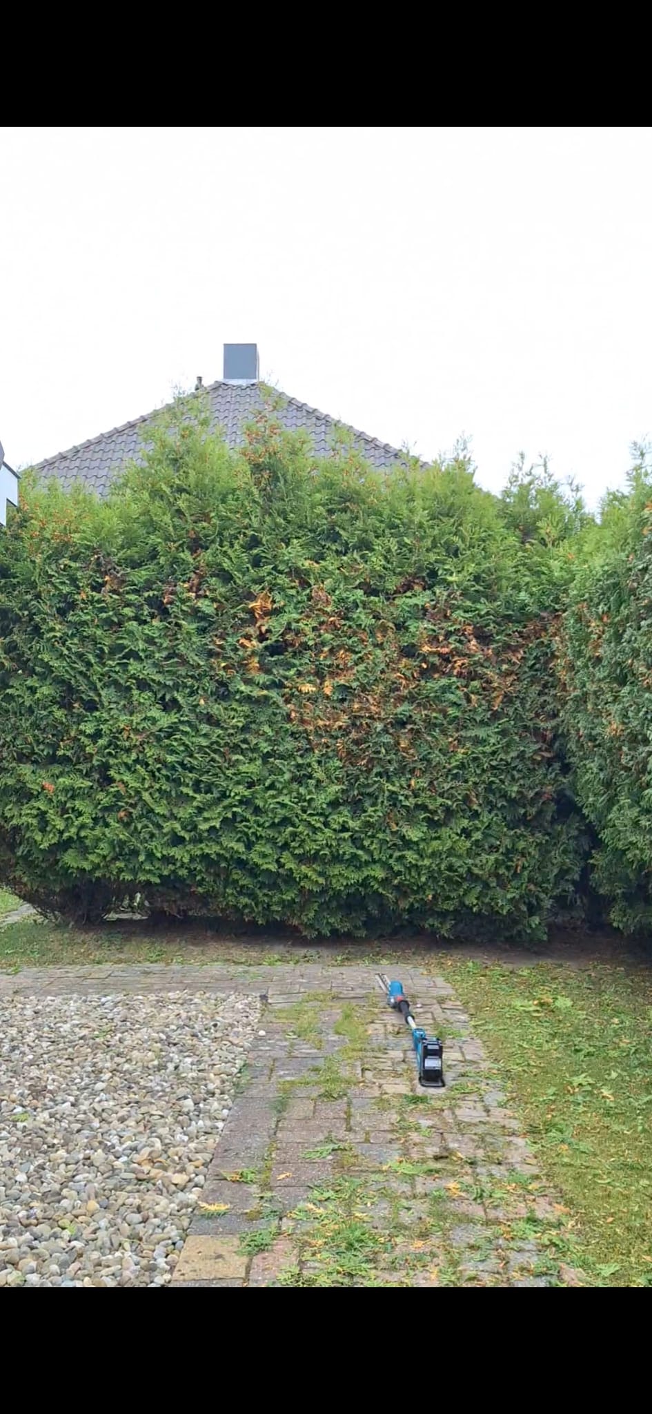Thuja haag na grondige snoei in Nieuw-Vennep